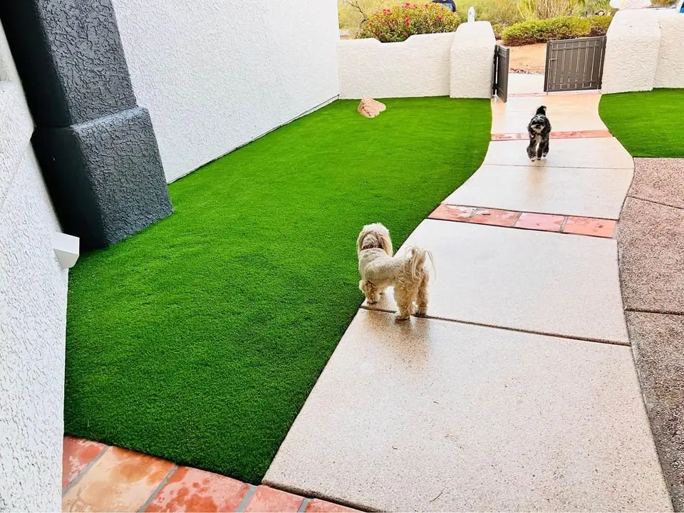 Two small dogs stand on a curved walkway bordered by bright green synthetic turf. The path, leading to a gate and nestled among white and gray walls, showcases expert artificial grass installation. One dog faces away while the other looks curiously toward the camera in Peoria, AZ.